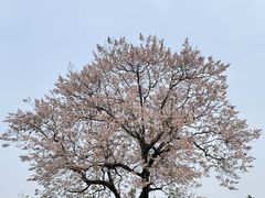 -成都市文化公园