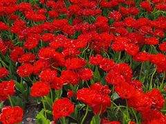 -玄武湖景区-情侣园游乐场