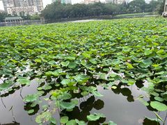 -荔湾湖公园