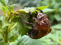 -广州神农草堂中医药博物馆