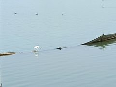 -贡湖湾湿地公园