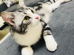 -猫大福·Fortune Cat猫舍(百子湾店)