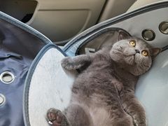 -lincat·猫舍(广州店)