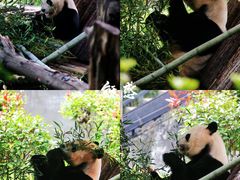 -云南野生动物园