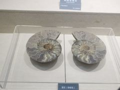 -安徽省地质博物馆
