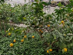 -南宫五洲植物乐园