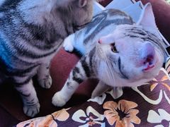 -猫大福·Fortune Cat猫舍(百子湾店)