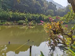 -深圳仙湖植物园