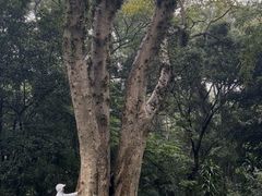 -广西壮族自治区药用植物园
