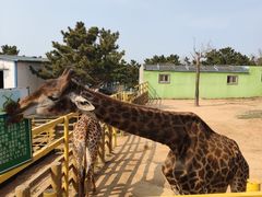 -西霞口神雕山野生动物世界