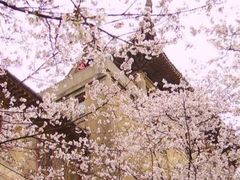 -武汉大学-樱园
