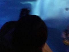-大连圣亚海洋世界