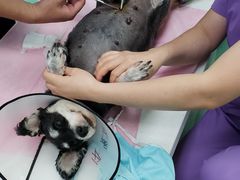 -北京观赏动物医院·24小时大型综合·猫专科·异宠专科