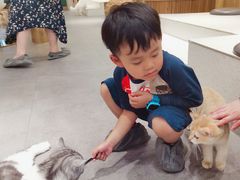 -飞行喵MR PILOT|猫舍·猫咖(静安大融城店)