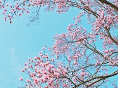 -杭州植物园