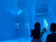 -海合安成都极地海洋公园