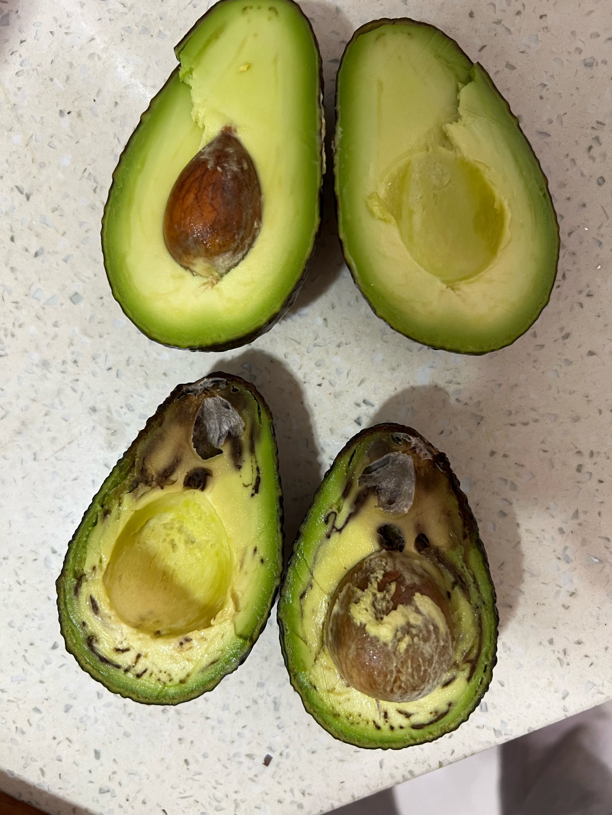 avocado图片图片