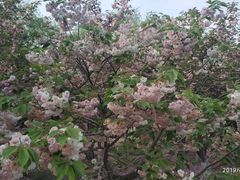 -大兴滨河森林公园