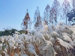 -贡湖湾湿地公园