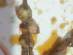 -黑牛码头·小龙虾·烧烤