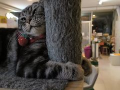 -平行世界·猫咖(首经贸店)