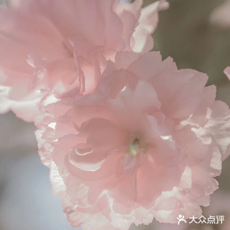 (桃、杏、梨对应的颜色红、粉、白)花里带着甜味