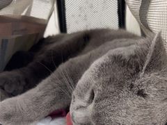 -纳吉亚猫专科动物诊疗中心(蒋宅口分院)
