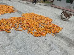 -红山村