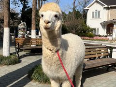 -J Create城市露营咖啡·简餐·宠物(上海动物园店)