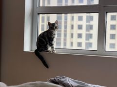 -喜多萌中农锦绣动物医院24H·猫科·牙科MRI·CT
