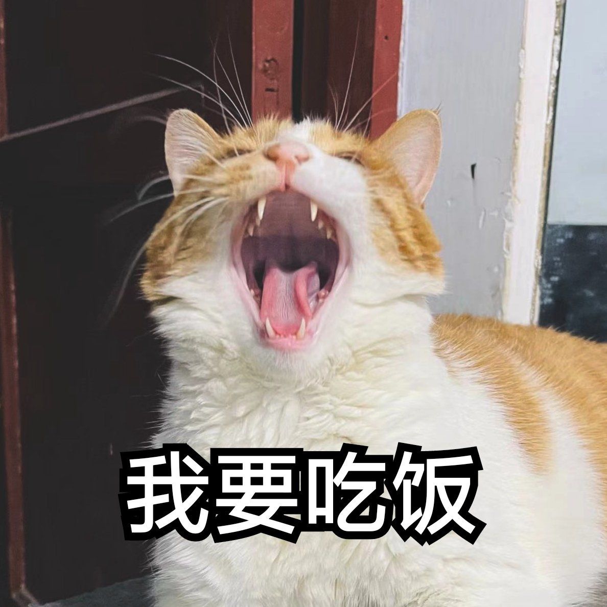 我每天的生活状态|猫咪表情包