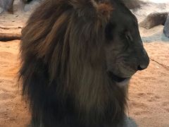 -清迈夜间动物园