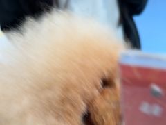 -博特宠物医院24h犬猫全科.骨科·异宠