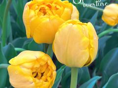 -玄武湖景区-情侣园游乐场