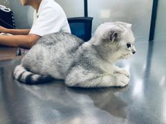 -瑞派名望志远动物医院·猫科·內科·异宠专科(直港大道店)