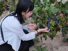 -龙谕酒庄