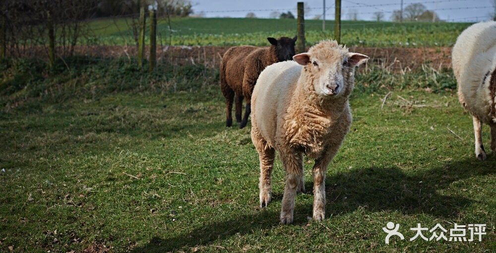 English Word: Hogget