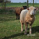English Word: Hogget