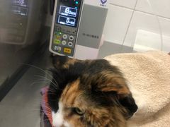 -北京赛佳动物医院