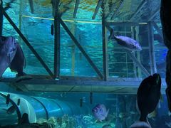 -悉尼海洋生物水族馆