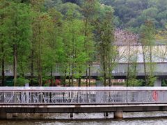 -银湖山郊野公园-相思林