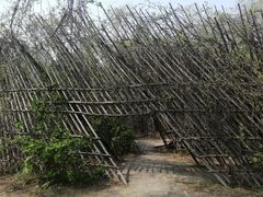 -长白岛森林公园