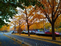 -三里屯东五街银杏大道