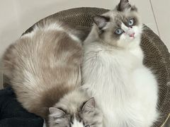-爱洗澡的猫(天河路店)