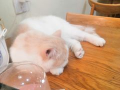 -滚猫咖啡·猫咖·猫友好撸猫(未来城店)