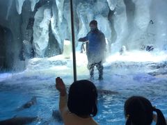 -帝企鹅自助餐厅•儿童岛•真企鹅(长隆企鹅酒店)