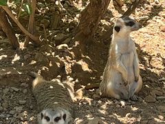 -石家庄市动物园