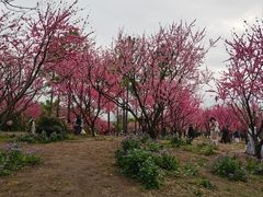 -无锡蠡湖国家湿地公园-蠡园