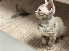 -艾贝尔宠物医院 ·内科全科(梁溪路店)