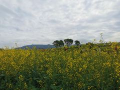 -光明小镇欢乐田园